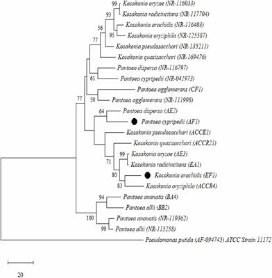 Root-Derived Endophytic Diazotrophic Bacteria <mark class="highlighted">Pantoea cypripedii</mark> AF1 and Kosakonia arachidis EF1 Promote Nitrogen Assimilation and Growth in Sugarcane